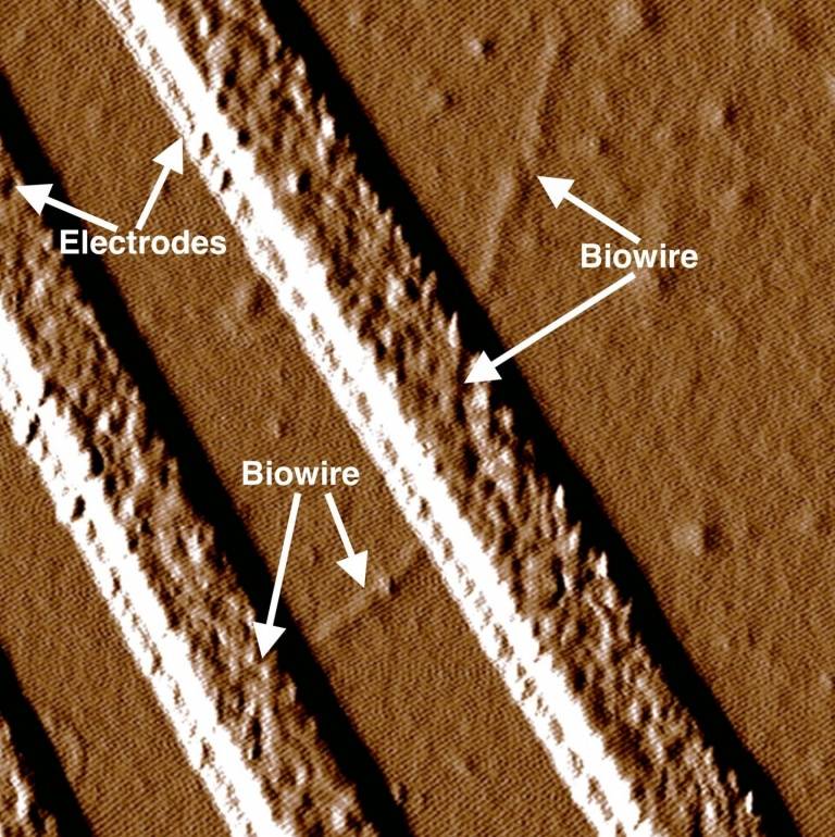 Biowire and electrodes
